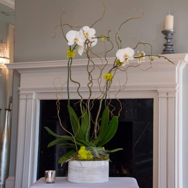 White orchids in a white planter with twisting branches and succulents