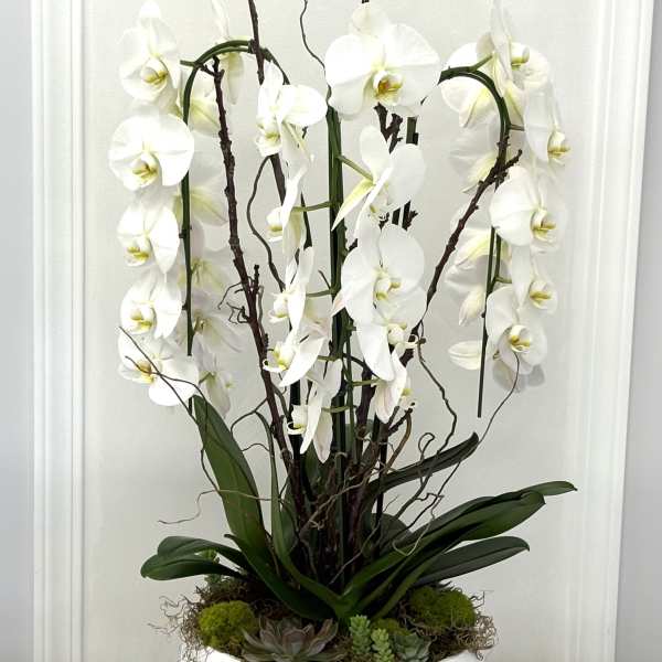 White orchids arranged in a white bowl planter with succulents