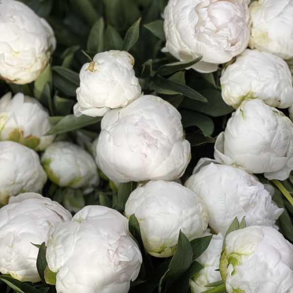Close-up of white peony blooms with dark green foliage