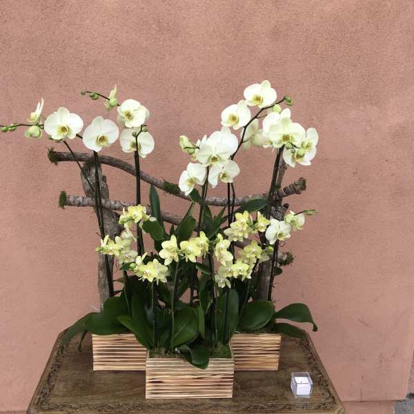 White orchids arranged in wooden boxes on a table