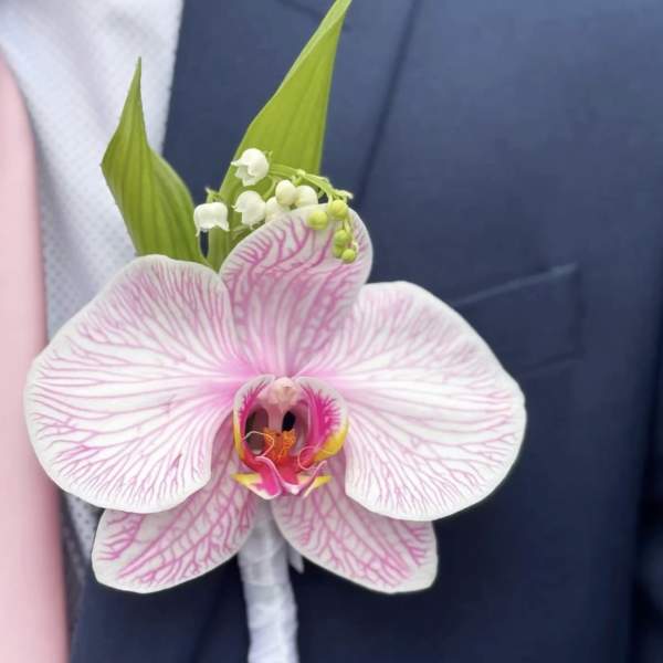 Royal Orchid Elegance _ Same Day Delivery