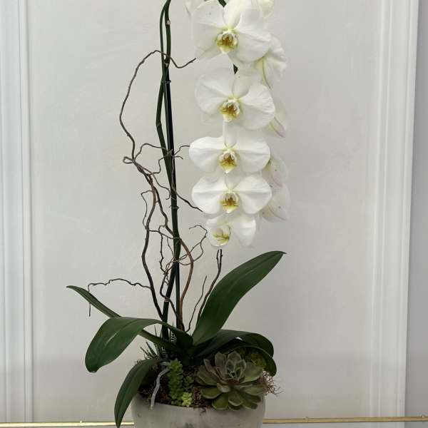 White orchid arrangement in a round bowl with succulents