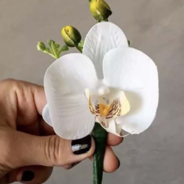 Small white orchid bloom held in a hand