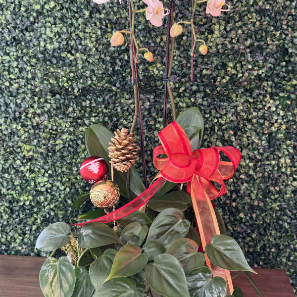 Pink orchids in a potted plant with a red ribbon and ornaments
