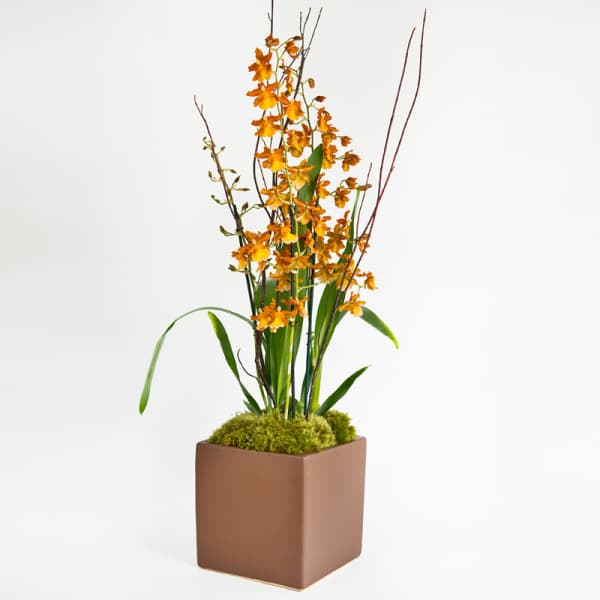 Orchid for him