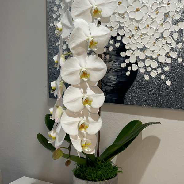 Premium white