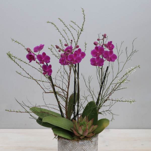 Potted display of bright fuchsia orchids with a green succulent in a gray and white textured container