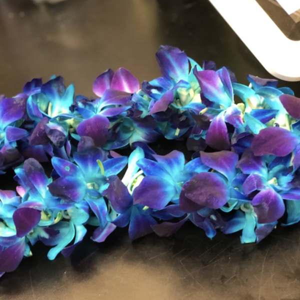 Blue orchid lei