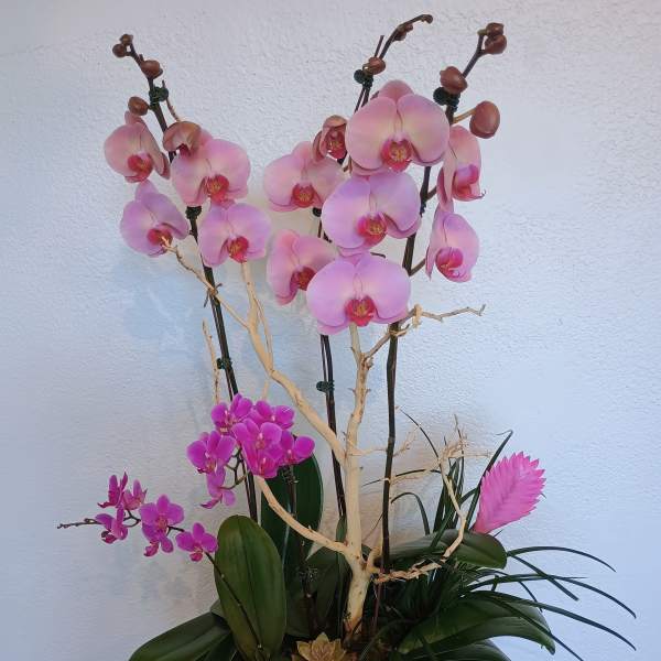 Pink orchids arranged in a white planter with broad green leaves