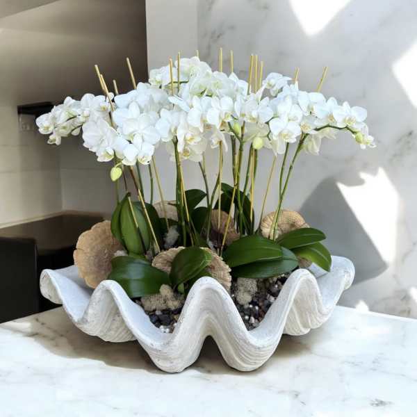 White orchids arranged in a wavy white planter