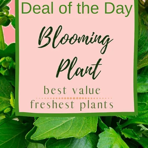 Blooming Plant Deal of the Day