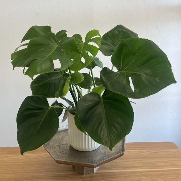 Potted Monstera