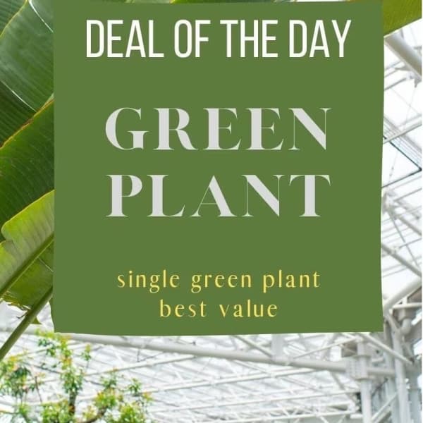 Green plant leaves with a promotional sign reading "GREEN PLANT"