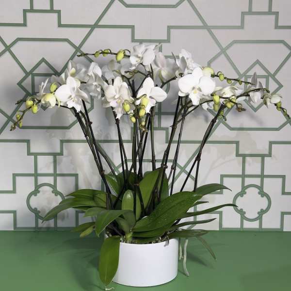 White orchids arranged in a white pot with broad green leaves