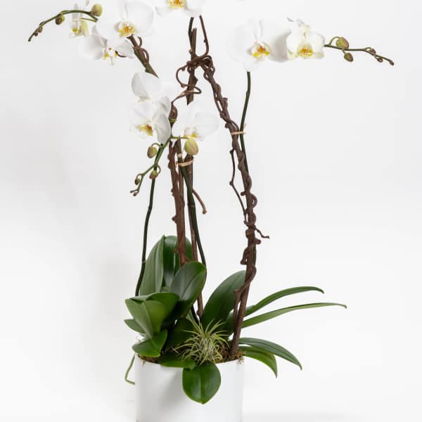 White orchids arranged in a white pot with broad green leaves
