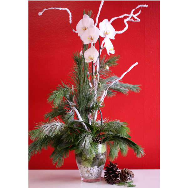 Potted pine arrangement with white orchid blooms and pinecones