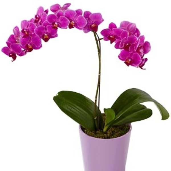 ORCHID PHALAENOPSIS PLANT