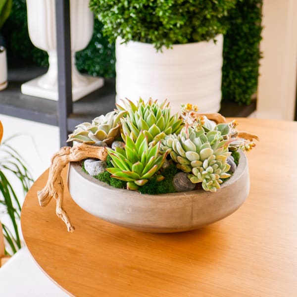 Coastal Succulents
