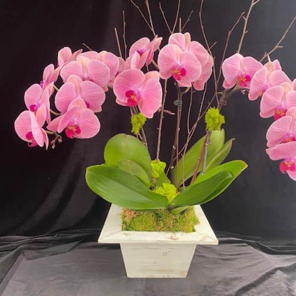 Pink orchids arranged in a white square planter