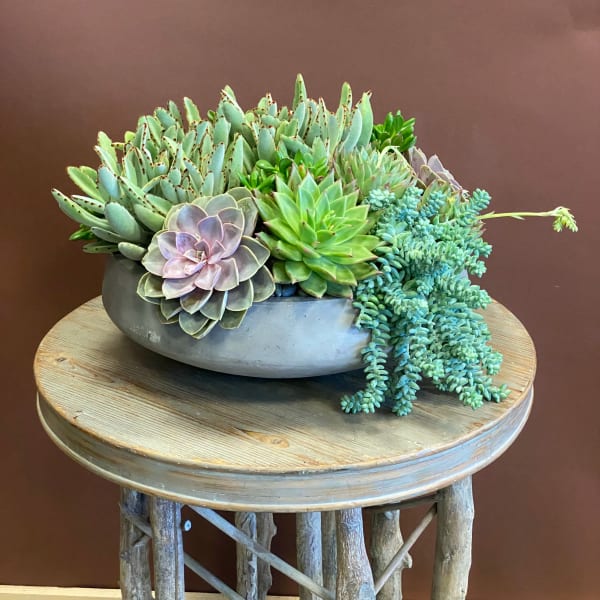 Succulent arrangement in a shallow gray bowl on a wooden table
