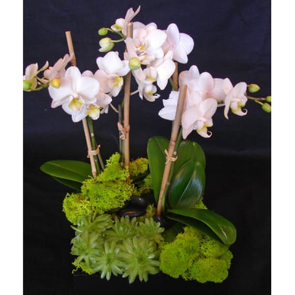 White orchids arranged with green moss in a low container
