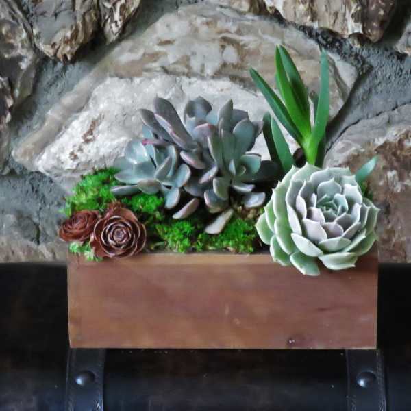 Succulent arrangement in a rectangular wooden planter with moss and stones