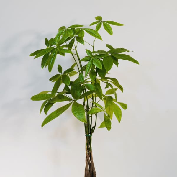 Tall Money Tree