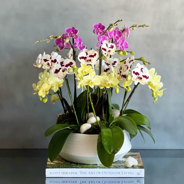 Potted orchids in white, yellow, and pink blooms in a white bowl