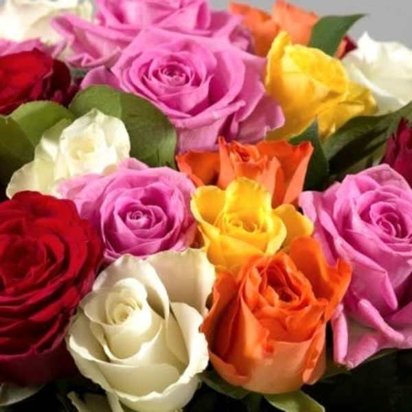 Close-up bouquet of multicolored roses