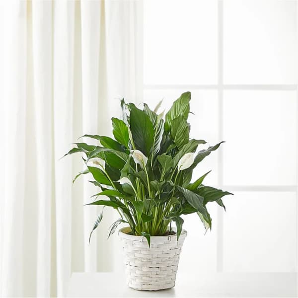 Potted peace lily in a white woven basket