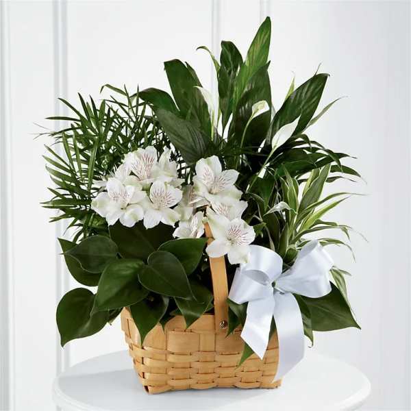 White flowers and green plants arranged in a wicker basket with a white bow