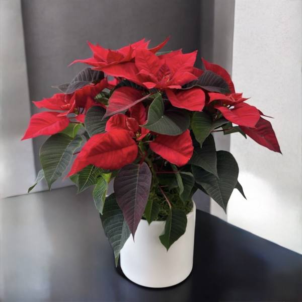 Red poinsettia plant in a white pot