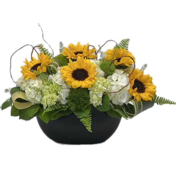 Low arrangement of yellow sunflowers and white hydrangeas in a black bowl