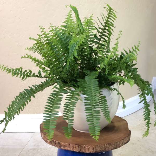 Potted fern arrangement in a white ceramic planter