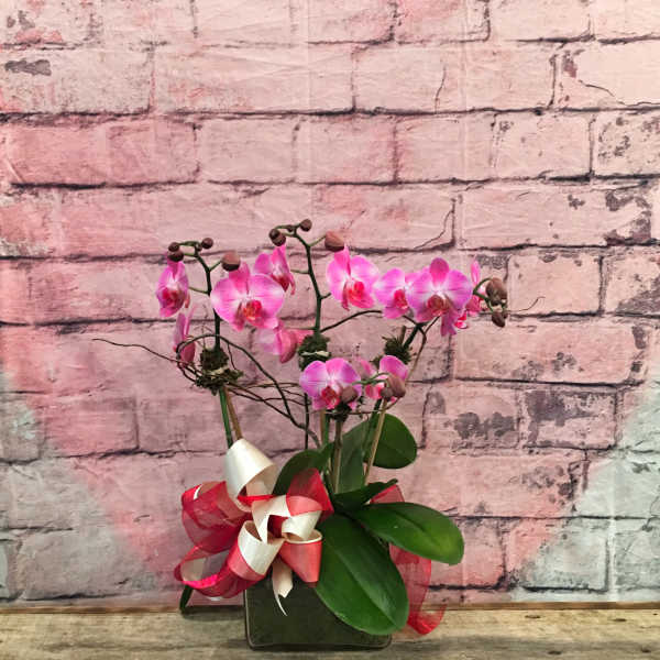 Pink orchid arrangement in a square pot with a red and white ribbon