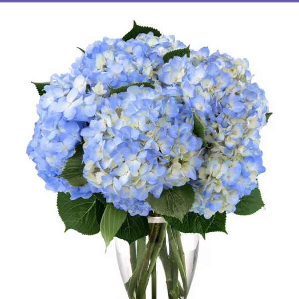 Blue Hydrangeas