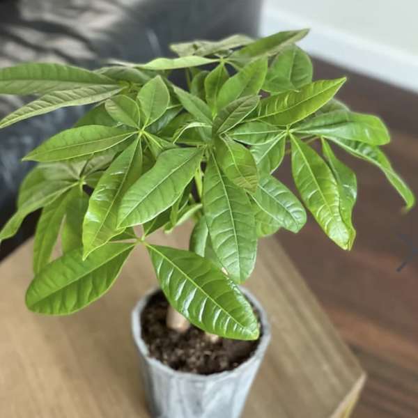 Money Tree
