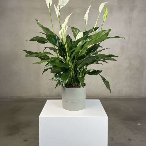 Potted peace lily with white blooms in a light gray container
