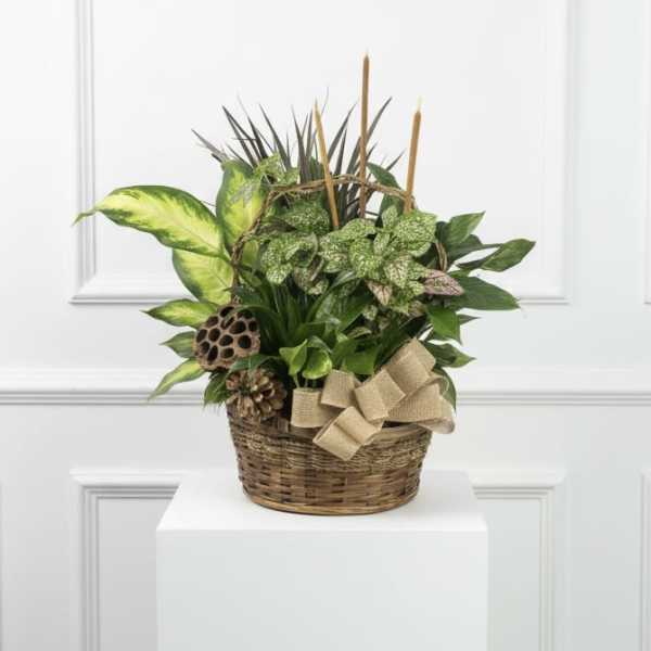 Mixed Green Plant with Dried Accents