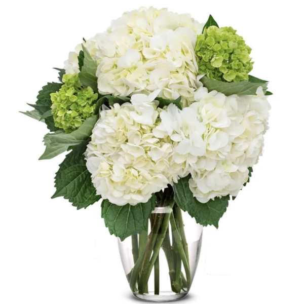 White & green hydrangeas