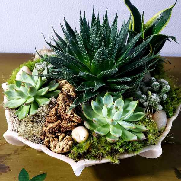 Succulent arrangement in a shallow white bowl with moss and stones