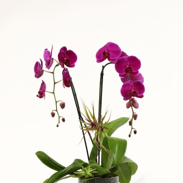 DOUBLE PURPLE WATERFALL ORCHIDS