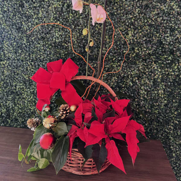 Basket arrangement with pink orchids and red poinsettias