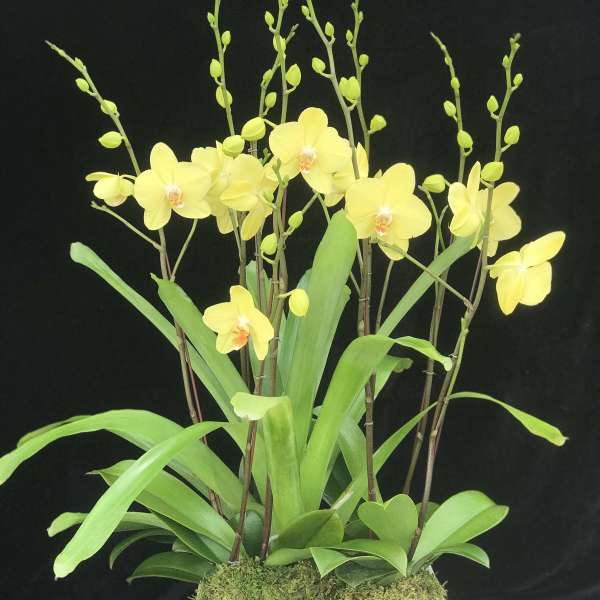 Yellow orchids in a white square planter with moss