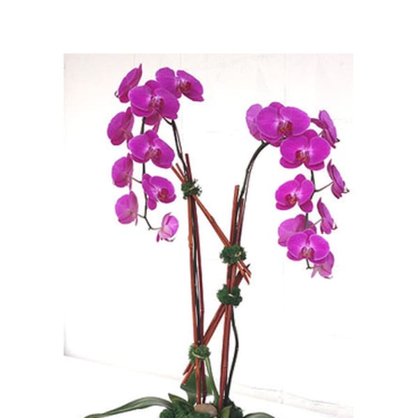Two magenta orchid stems in a white pot
