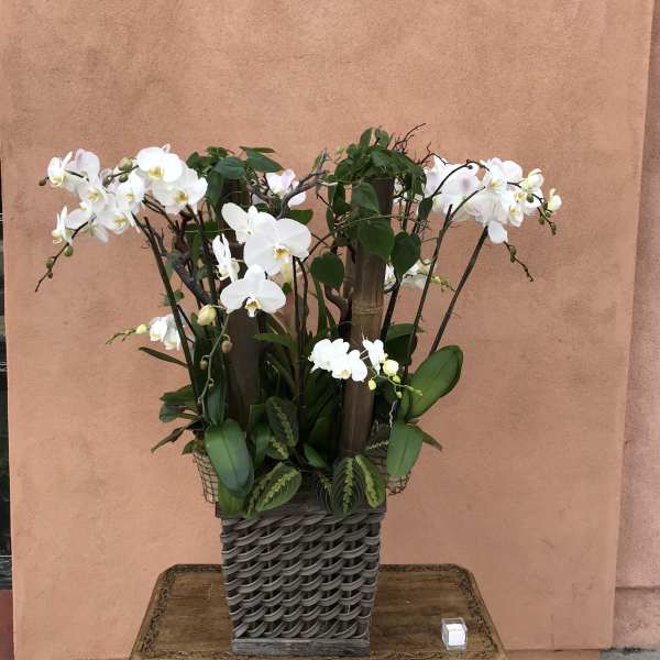 White orchids arranged in a woven basket planter
