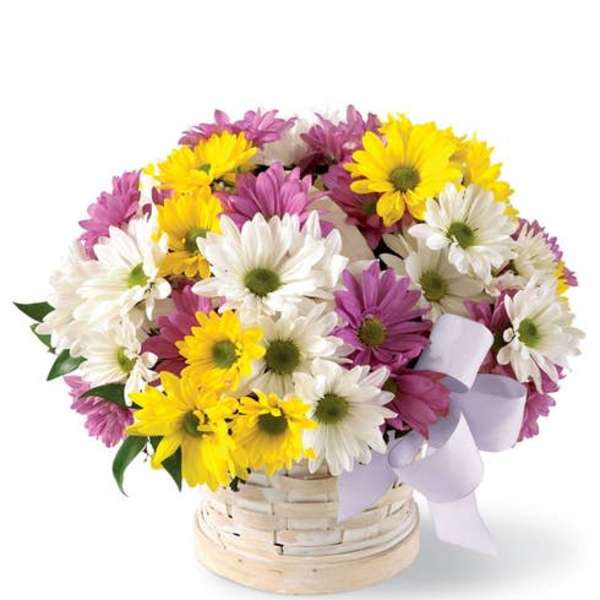 Basket of white, yellow, and purple daisies with a lavender ribbon