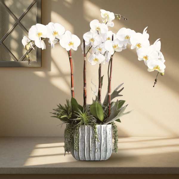 White orchid arrangement in a ribbed silver planter