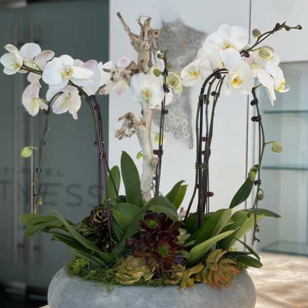 White orchids arranged in a low gray planter with succulents.
