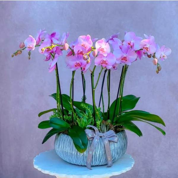 Pink orchid arrangement in a textured round planter with a ribbon
